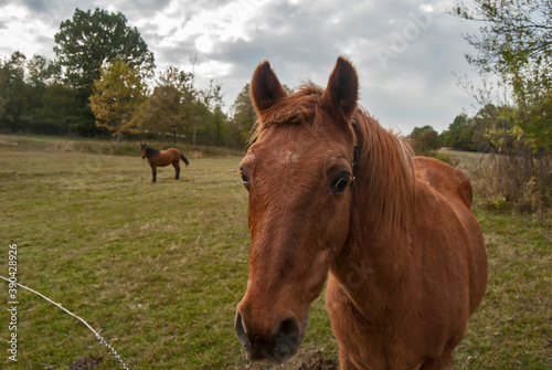 Horse grazing on rural mountain autumn meadow © varbenov