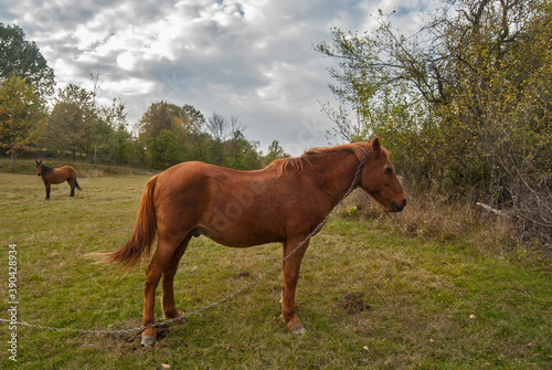 Horse grazing on rural mountain autumn meadow