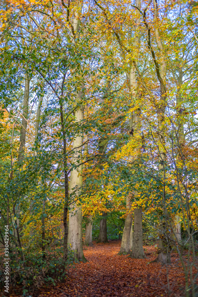 Naklejka premium Leaf carpeted woodland
