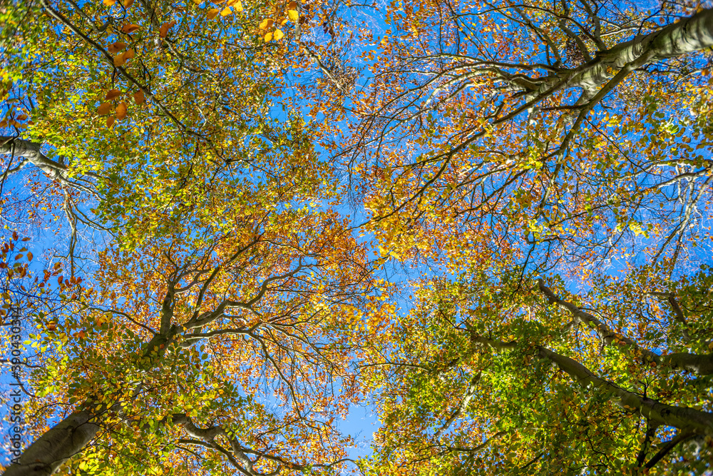Fototapeta premium Looking up a turning fall leaves
