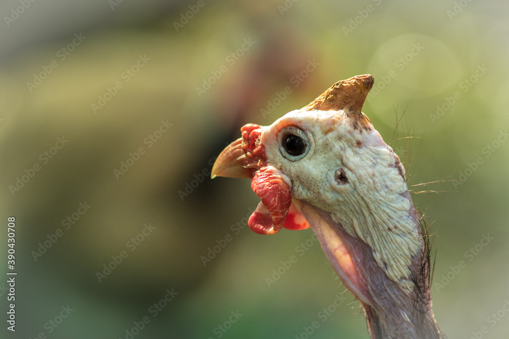 Funny turkey.