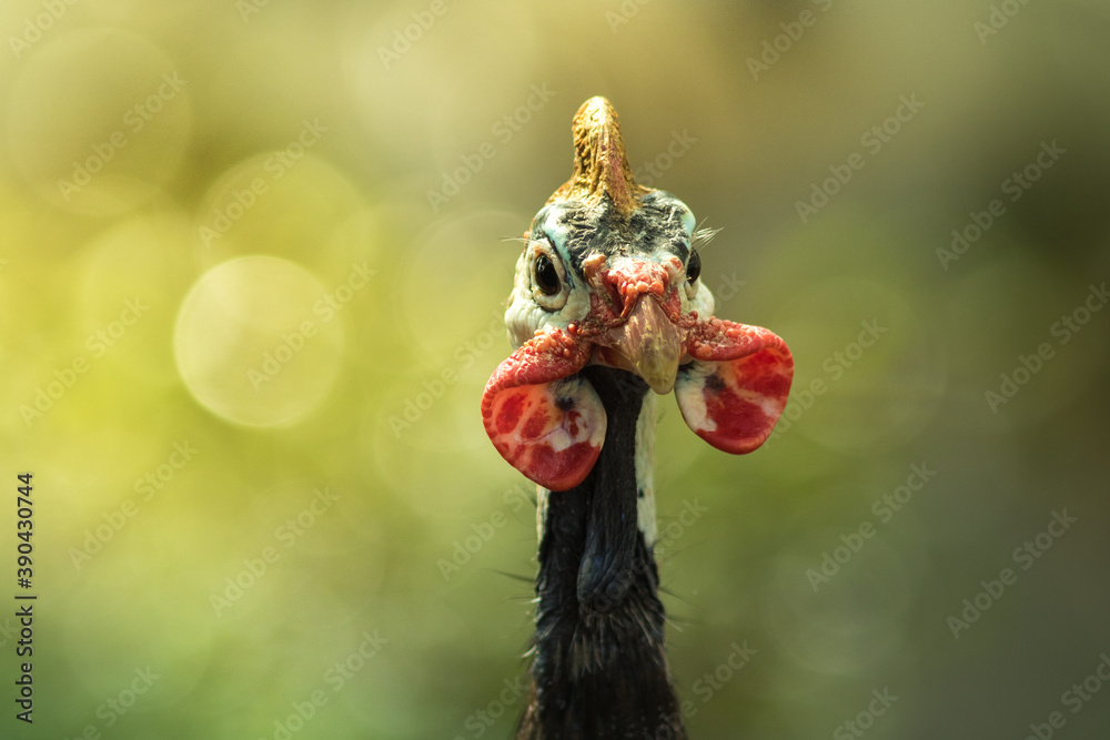 Funny turkey.