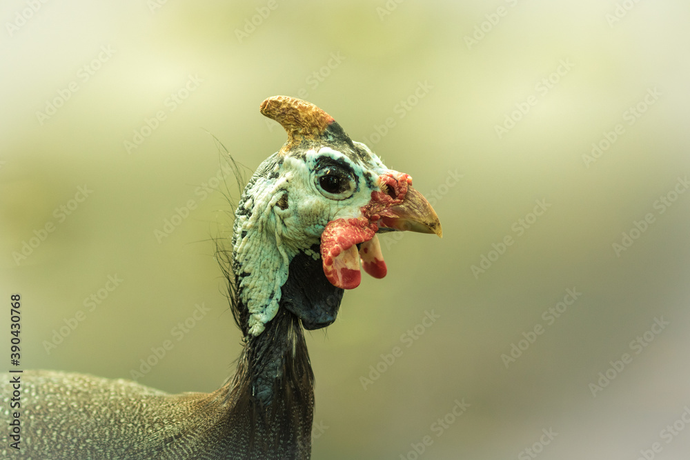 Funny turkey.