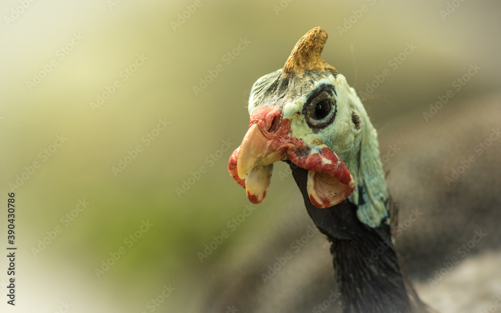 Funny turkey.