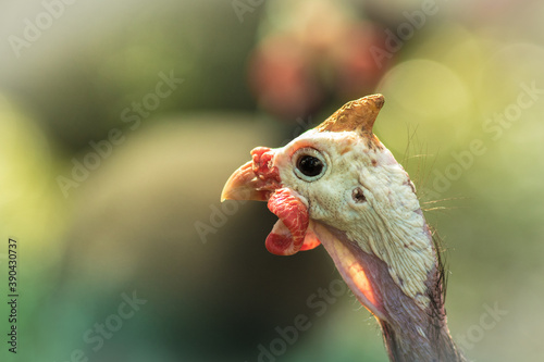 Funny turkey.