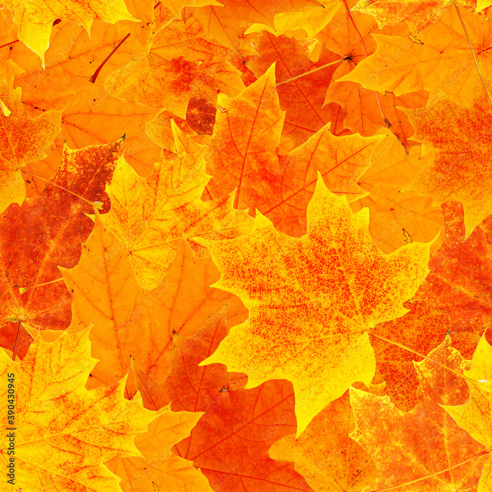 Fototapeta premium seamless pattern with various maple autumn leaves