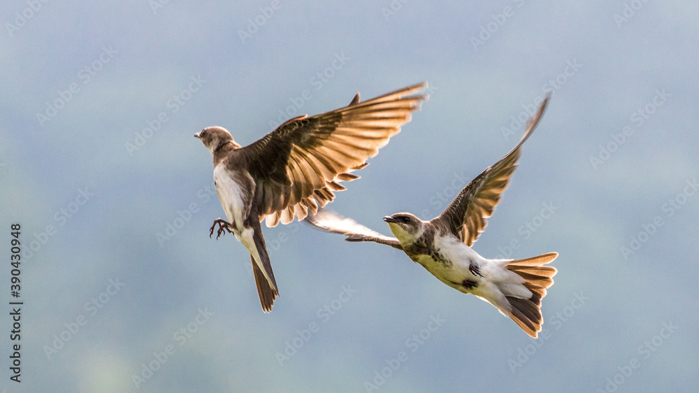 Obraz premium blue heron