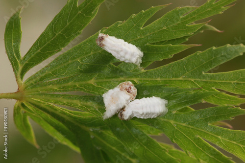 Cochenilles pulvinaires farineuses photo