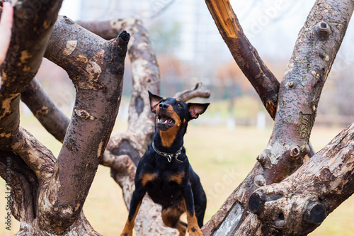 black dog on a tree on a cloudy autumn day