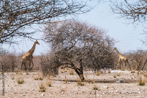 Sticker wild giraffes in forest