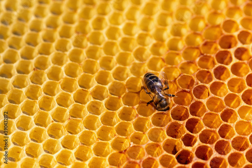 View of worker bees on the honeycomb close-up. Copy space