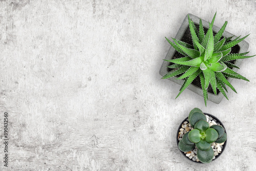 Grey Wood top view with plants in pot
