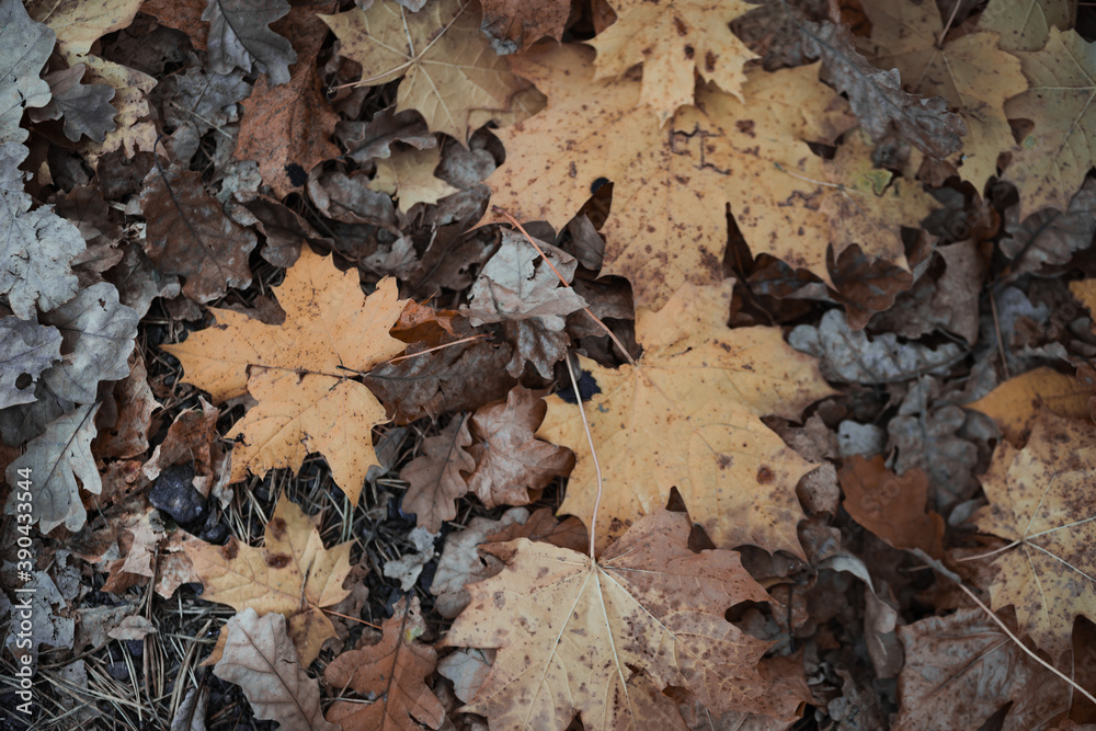 Autumn background: orange oak leaves flying from trees on the ground in the park. Autumn background: orange oak leaves flying from trees on the ground in the park.