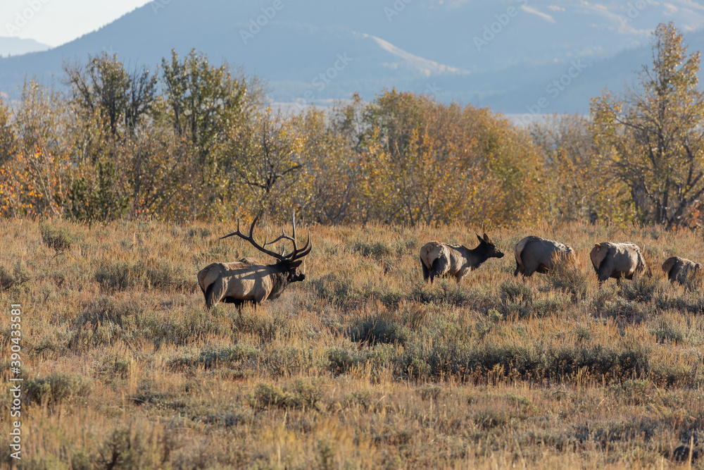 Fototapeta premium Elk During the Fall Rut in Wyoming