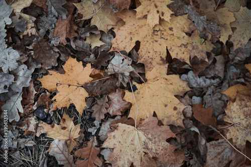 Autumn background: orange oak leaves flying from trees on the ground in the park.