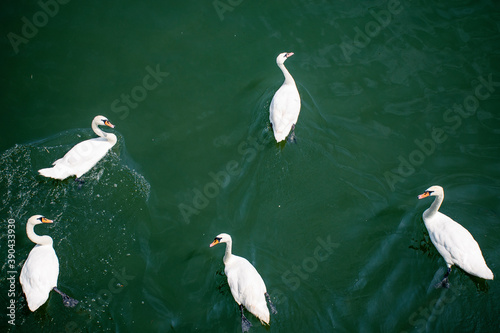 Fototapeta Naklejka Na Ścianę i Meble -  Wild bird. A white swan is floating in the water. Top view on a group of wild swans swimming on the lake.