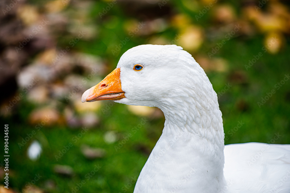 Ein Porträt einer Gans