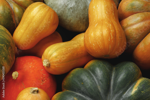 Many multicolor pumpkins, autumn seasonal decorative background