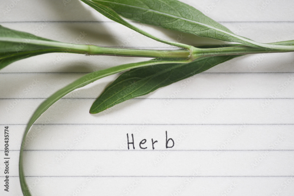 Obraz premium Wording Herb on paper line with green branch