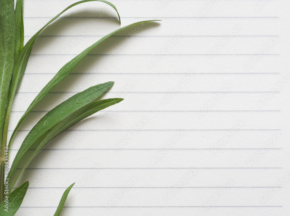 Obraz premium Paper line with green branch natural classic