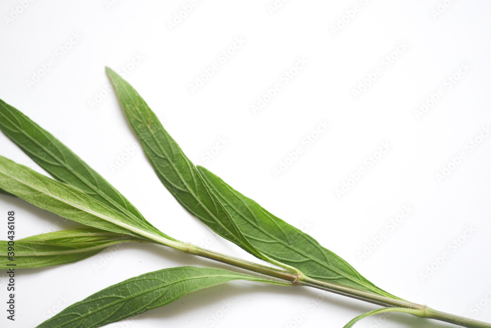 Obraz premium Green branch natural classic on white background