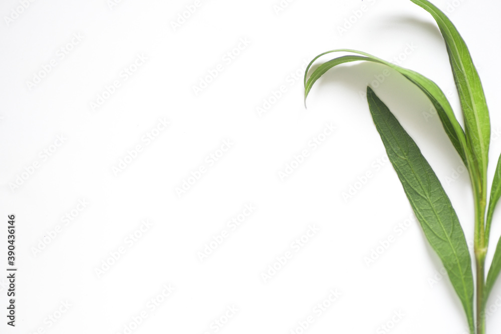 Obraz premium Green branch natural classic on white background