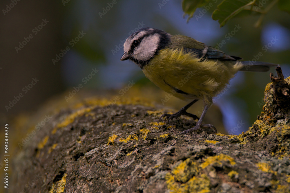 Fototapeta premium Blue Tit on Branch