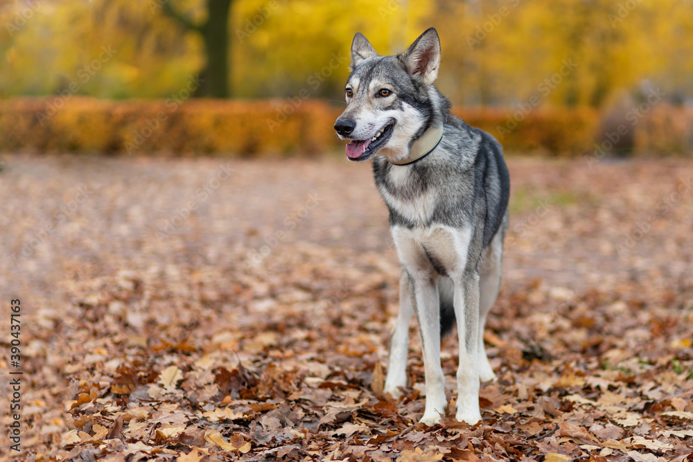 gray wolf dog of Saarlos, in the park on the grass in autumn. copy space