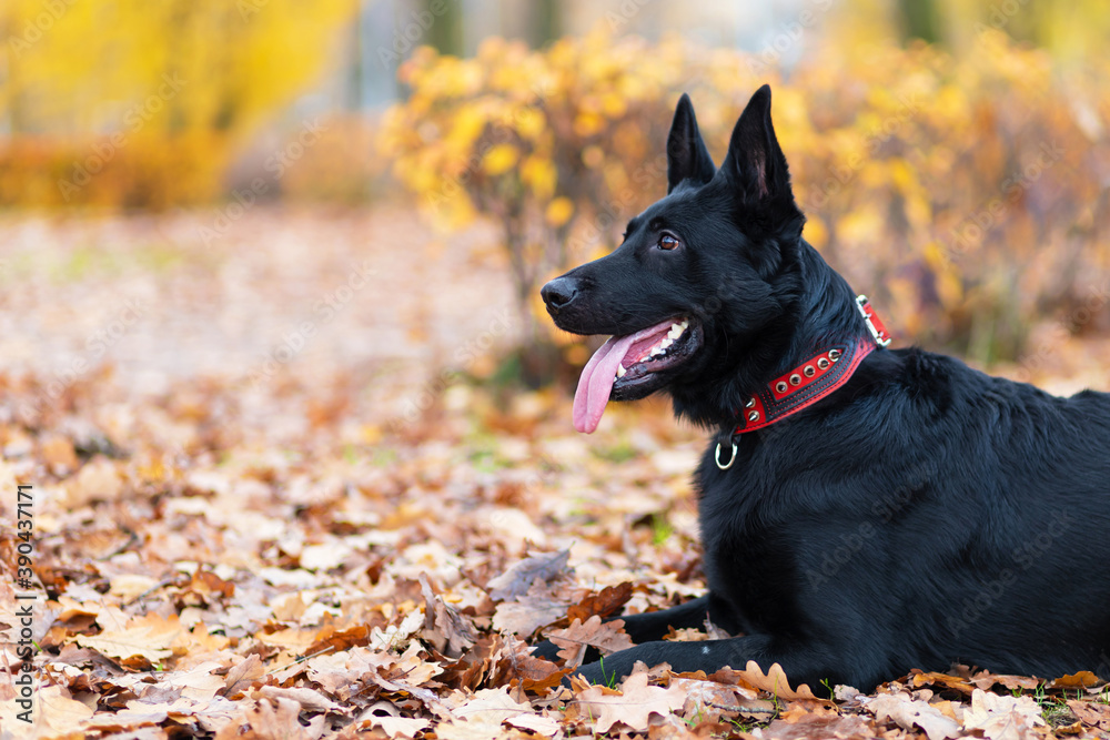 portrait of black german shepherd with long tongue in autumn in the park. dog is waiting for the owner. command to sit, wait. obedience, pet training. copy space, place for text portrait of black german shepherd with long tongue in autumn in the park. dog is waiting for the owner. command to sit, wait. obedience, pet training. copy space, place for text