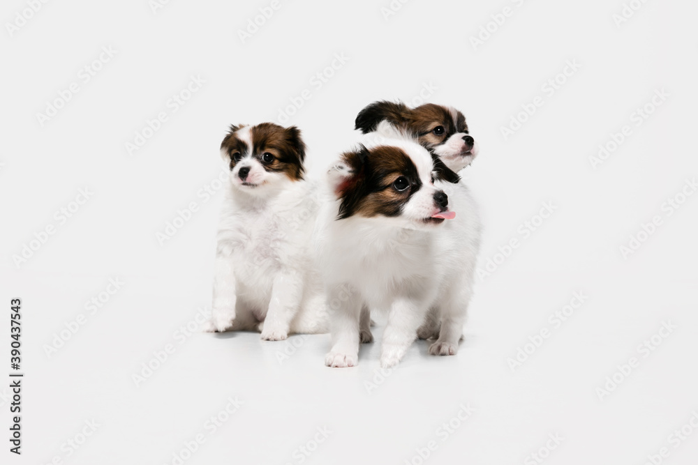 Friends. Papillon Fallen little dogs is posing. Cute playful braun doggies or pets playing on white studio background. Concept of motion, action, movement, pets love. Looks happy, delighted, funny. Friends. Papillon Fallen little dogs is posing. Cute playful braun doggies or pets playing on white studio background. Concept of motion, action, movement, pets love. Looks happy, delighted, funny.