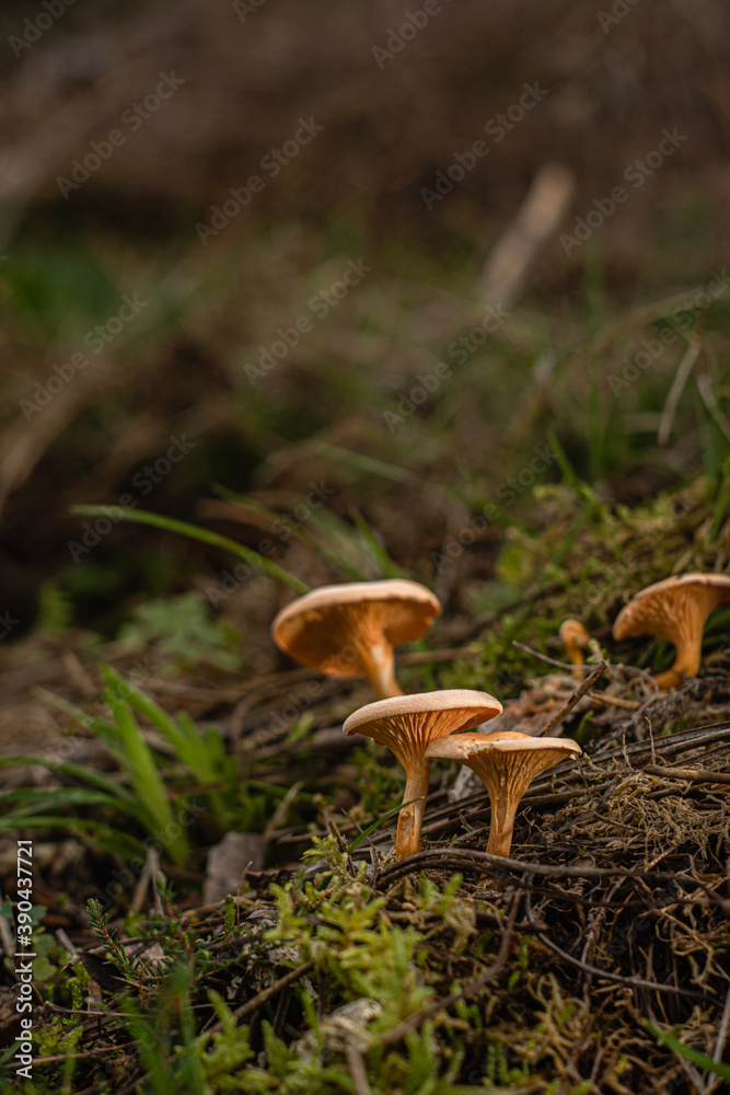 Fototapeta premium Brown Edible Mushrooms in a Forest
