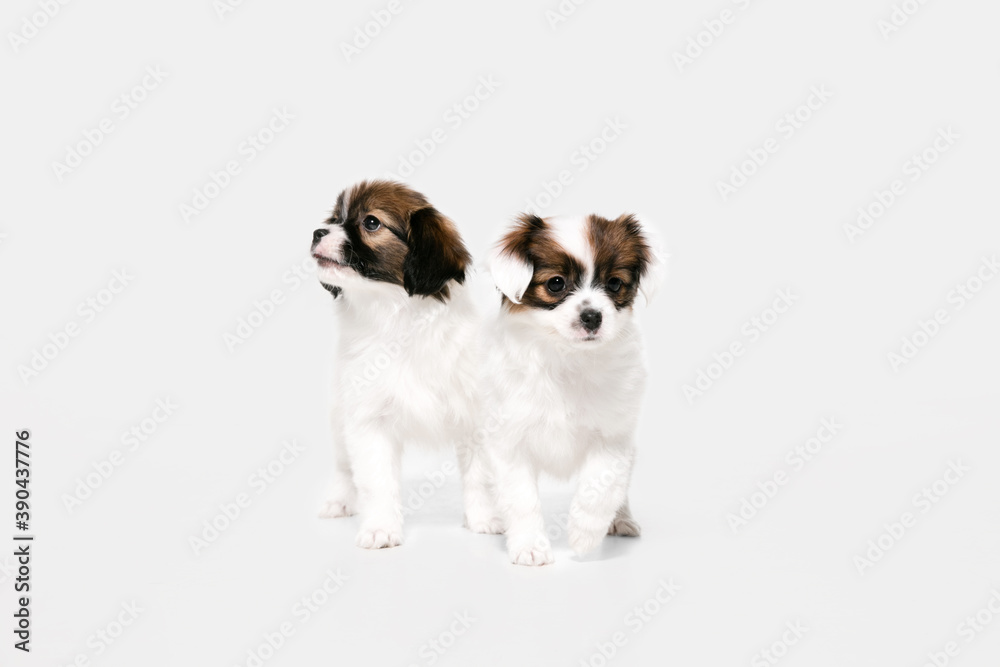 Friends. Papillon Fallen little dogs is posing. Cute playful braun doggies or pets playing on white studio background. Concept of motion, action, movement, pets love. Looks happy, delighted, funny.