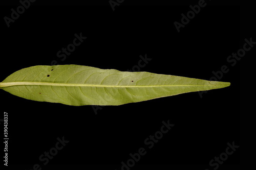 Water Pepper (Persicaria hydropiper). Leaf Closeup