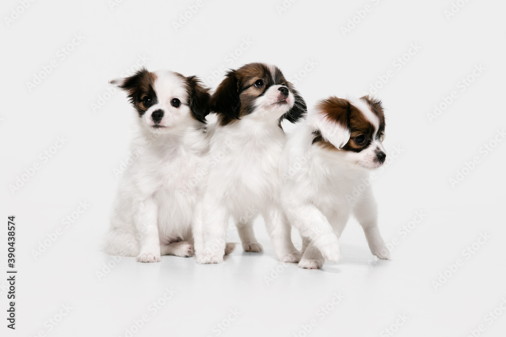 Friends. Papillon Fallen little dogs is posing. Cute playful braun doggies or pets playing on white studio background. Concept of motion, action, movement, pets love. Looks happy, delighted, funny.