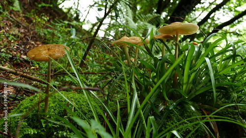 Group of mushrooms among the forest vegetation photo