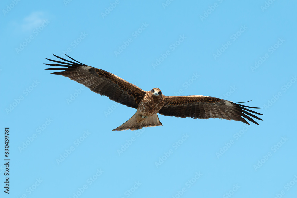 Adult red eagle fly on blue sky background; Japanese eagle at Enoshima during summer season Adult red eagle fly on blue sky background; Japanese eagle at Enoshima during summer season