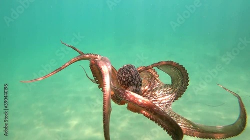 Wild octopus swimming in slow motion underwater. An octopus open arms slowly like dancing under water in the mediterranean sea. One octopus at the sea. Wild Octopuses. photo