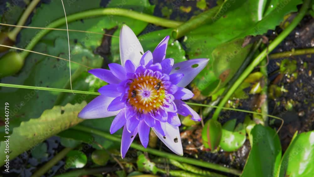 purple lotus lily and insect bee in pollen purple lotus lily and insect bee in pollen