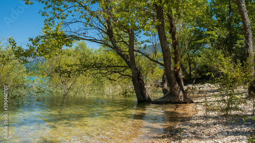 Tree in the water of the lake of Esparron