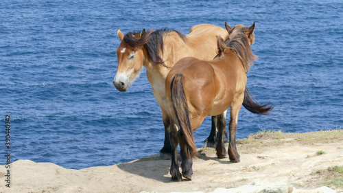 Horses in the sun with the sea breeze by the coast