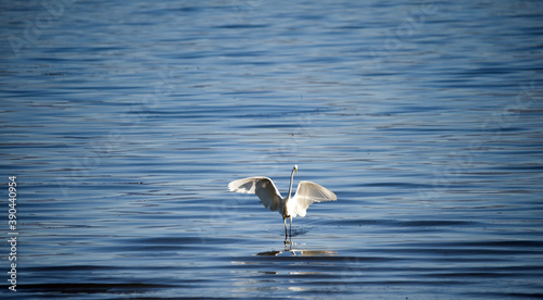 Great Egret on a lake prespa in macedonia © bellakadife