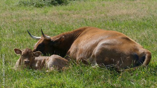 Cow and calf resting on the mountain in the sun © XabiDonostia