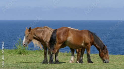 Horses with long hair in the sun with the sea breeze from the coast