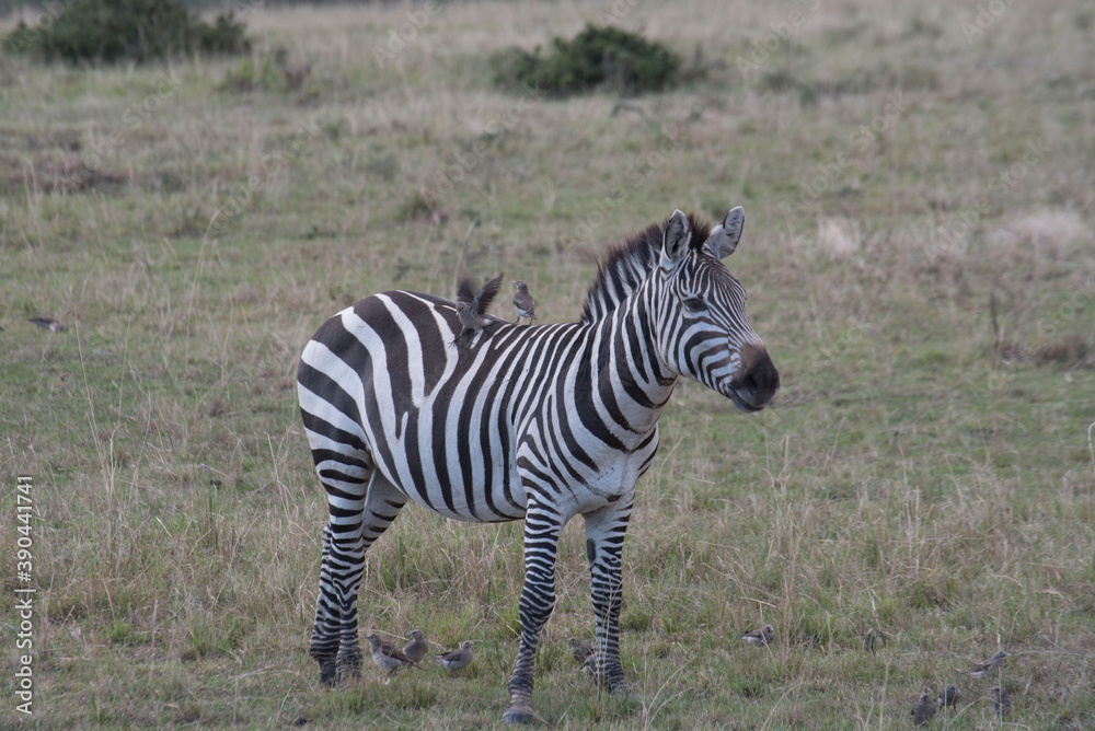 Obraz premium zebra in the safari - Masai Mara, Kenya