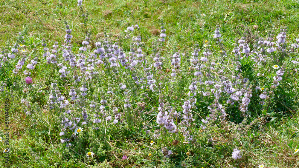 Flowers without petals among the vegetation of the mountain Flowers without petals among the vegetation of the mountain