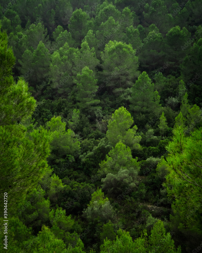 An abstract shot of layers of green trees on a hillside An abstract shot of layers of green trees on a hillside
