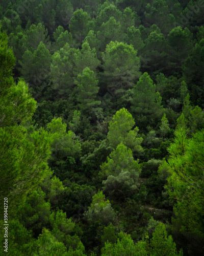 An abstract shot of layers of green trees on a hillside