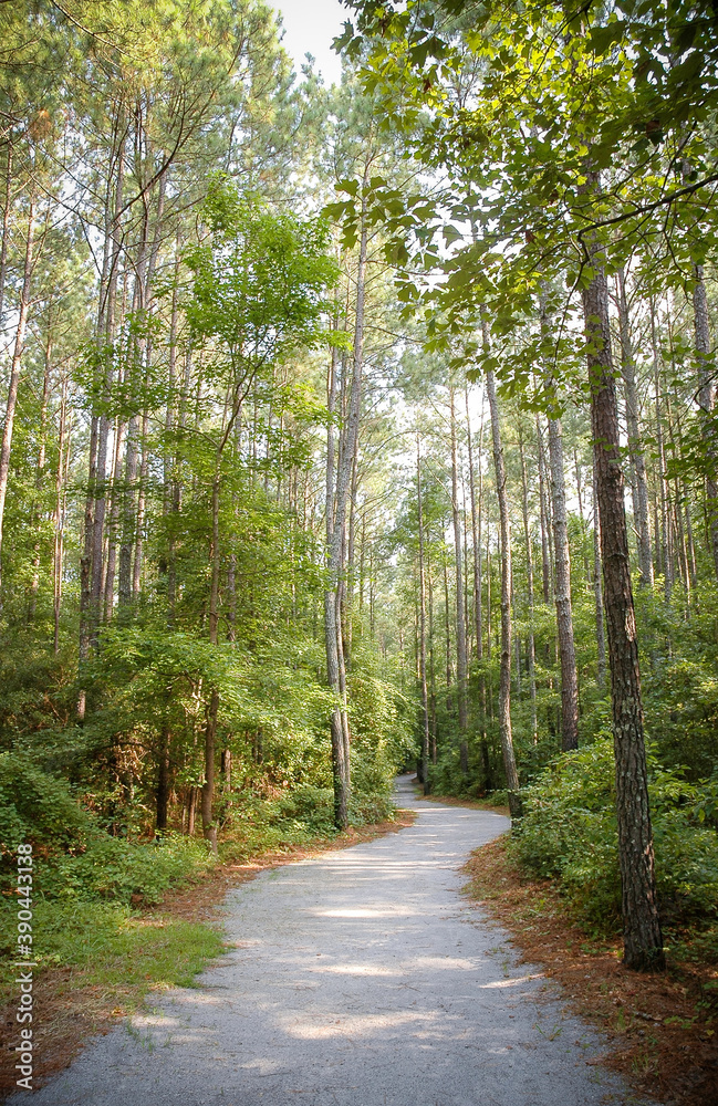 Fototapeta premium Goose Creek State Park
