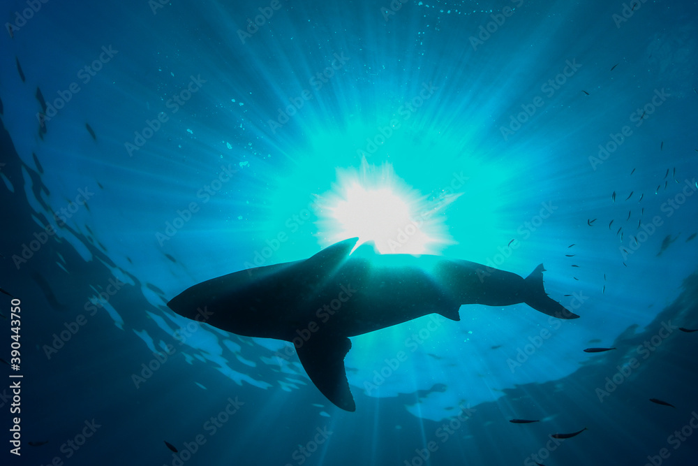 Obraz premium Great white shark in the sunlight