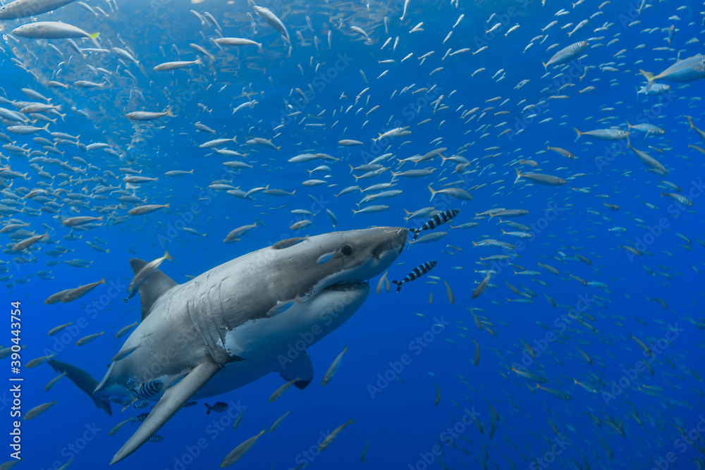 Great white shark in a school of fish